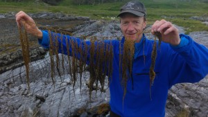 Wireweed on west coast of Scotland
